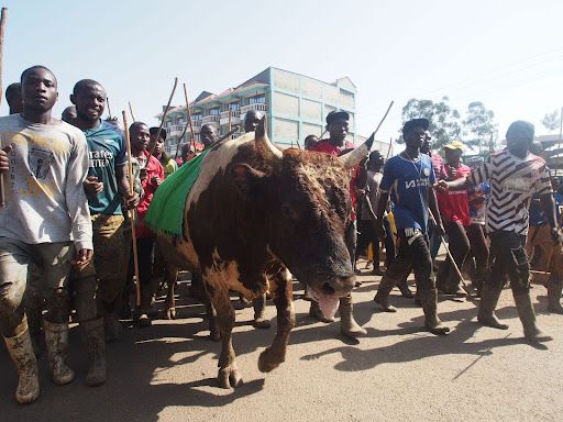 Bullfighting wants a place on Kenya’s tourism circuit