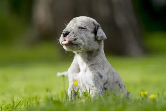 Great Dane Puppies: Cute Pictures and Facts