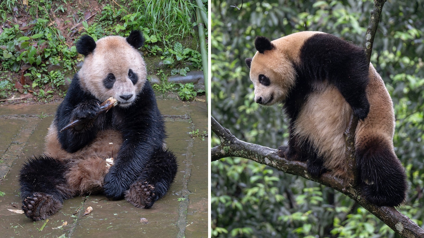 China pandas off to San Diego Zoo after Sichuan farewell ceremony