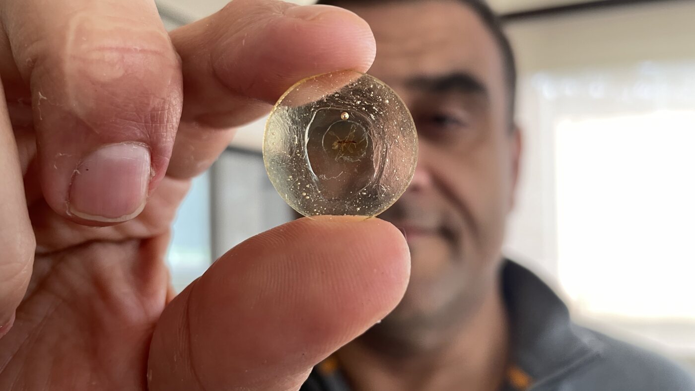 Ancient amber from Lebanon offers a glimpse of a turning point in Earth's history : NPR