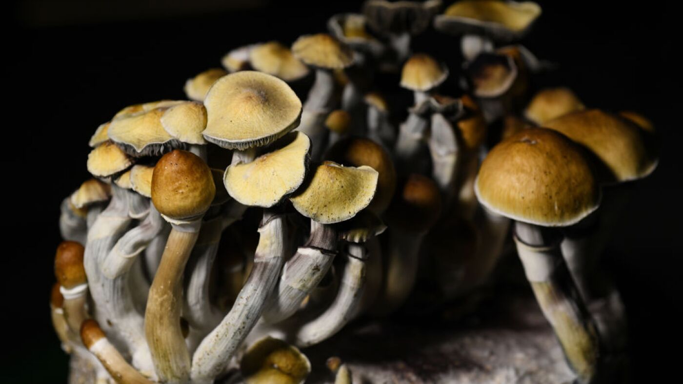 Psilocybin mushrooms are most popular psychedelics in U.S., studies find : Shots