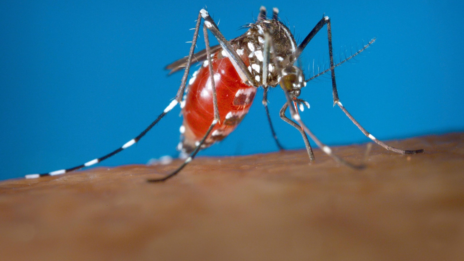 Health officials tell US doctors to be alert for dengue as cases ramp up worldwide