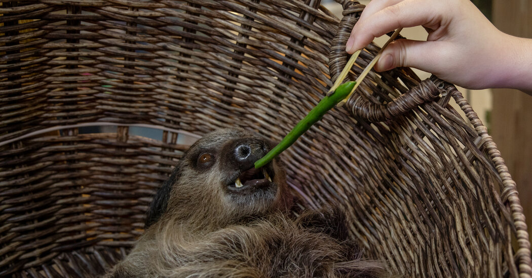 Should You Hug a Sloth? Advocates Raise Concern Over Petting Zoos