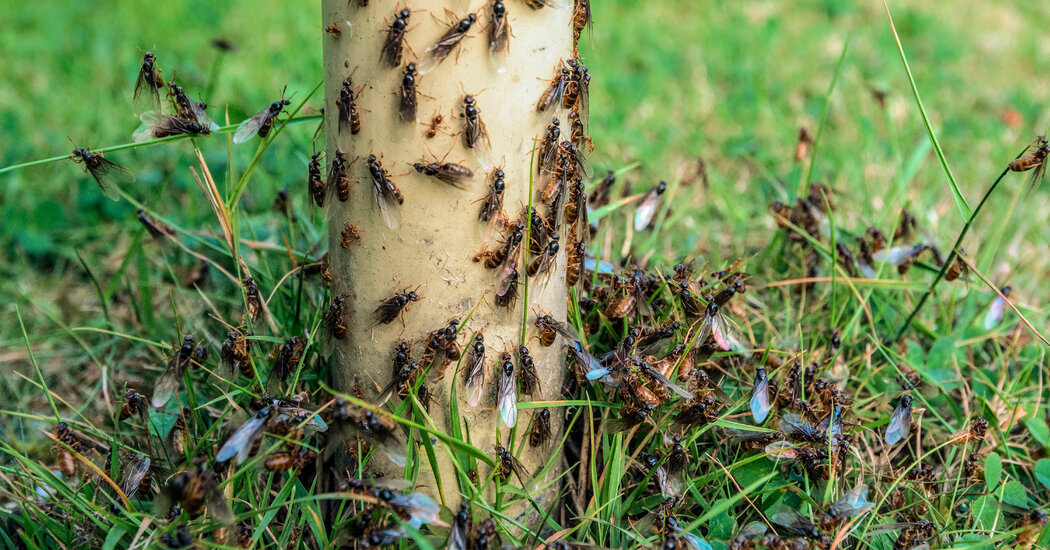 Each Year Flying Ants Emerge Across the U.K. And Yes, They’re Annoying.