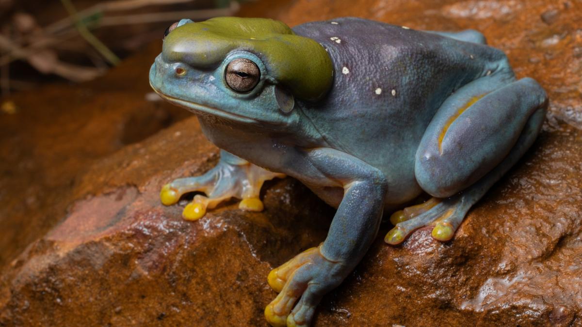 Mutant blue frog hops into wildlife sanctuary workshop