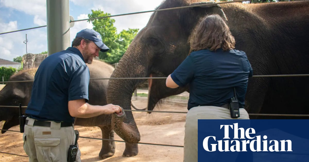 First Asian elephant vaccinated in fight against deadly herpes virus | Zoos