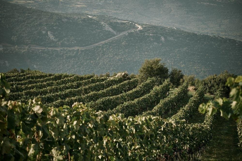 The Best Wine For Summer (And All Year Long) Is From Greece