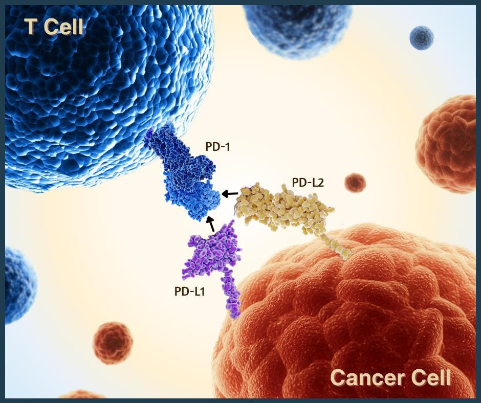 A New Immunotherapy For Cancer: PD-L2 Checkpoint Inhibitors