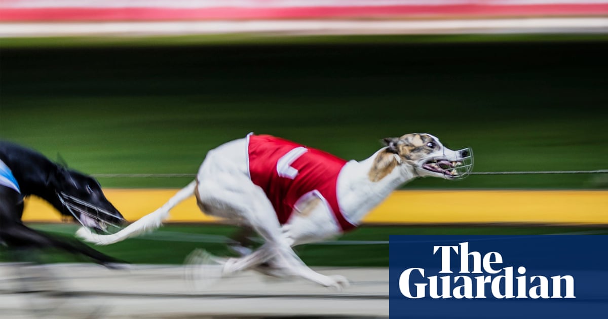 Former chief vet speaks for first time since his explosive report alleging animal abuse triggered inquiry | Greyhound racing