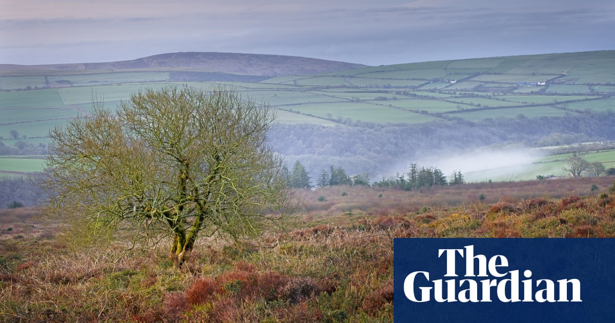 Lost area of Welsh rainforest to be returned to ancient glory | Trees and forests