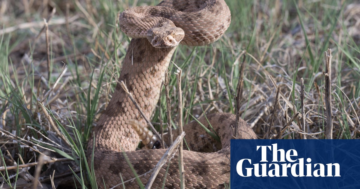 Scientists set up webcam in Colorado rattlesnake ‘mega den’ with up to 2,000 reptiles | Wildlife