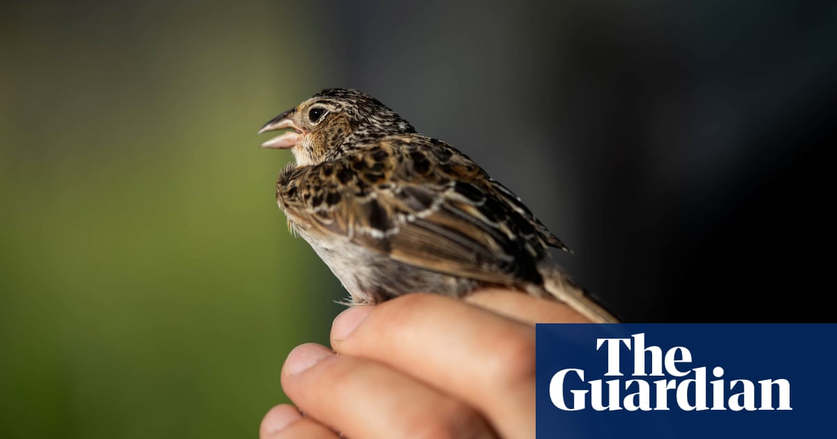 Florida grasshopper sparrow: scientists hail resurgence of endangered bird | Birds