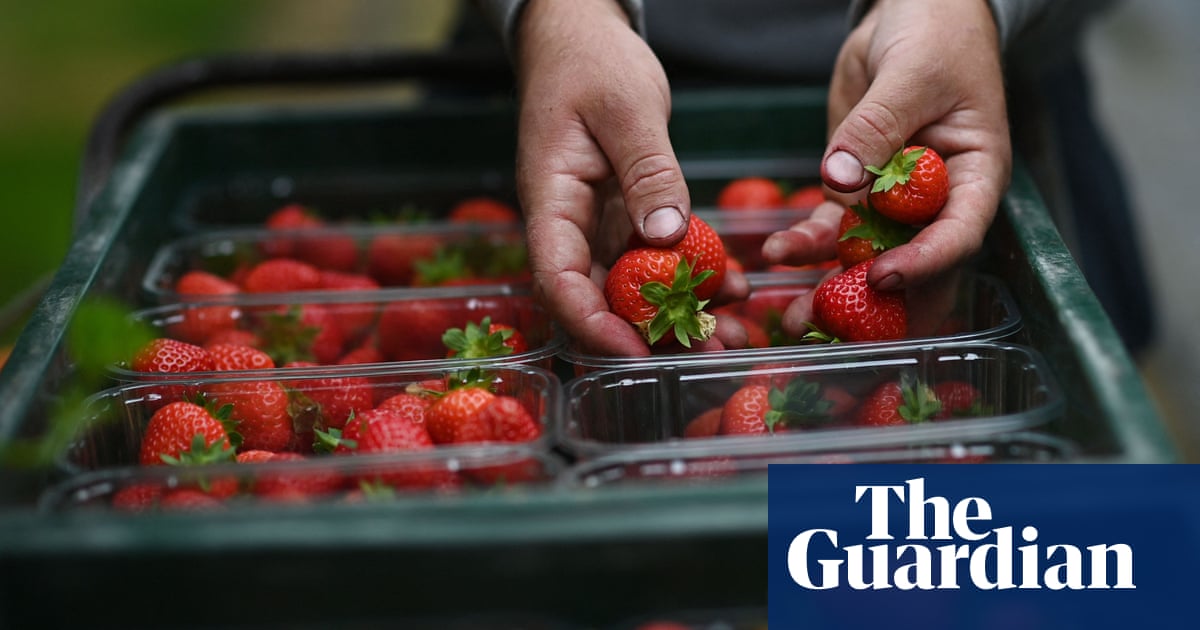 Two-fifths of British berry growers could go bust by end of 2026, study finds | Food & drink industry