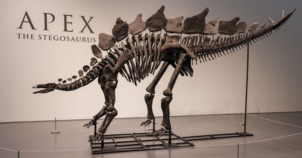 T. Rex Dethroned? A Stegosaurus Fossil Sells for a Record $44.6 Million.
