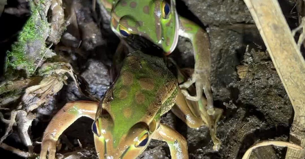 Cannibal Frogs: She Didn’t Like His Song, So She Tried to Eat Him