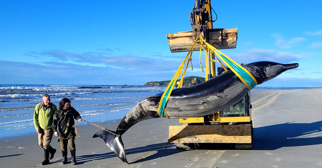 World’s Rarest Whale Washes Up on New Zealand Beach