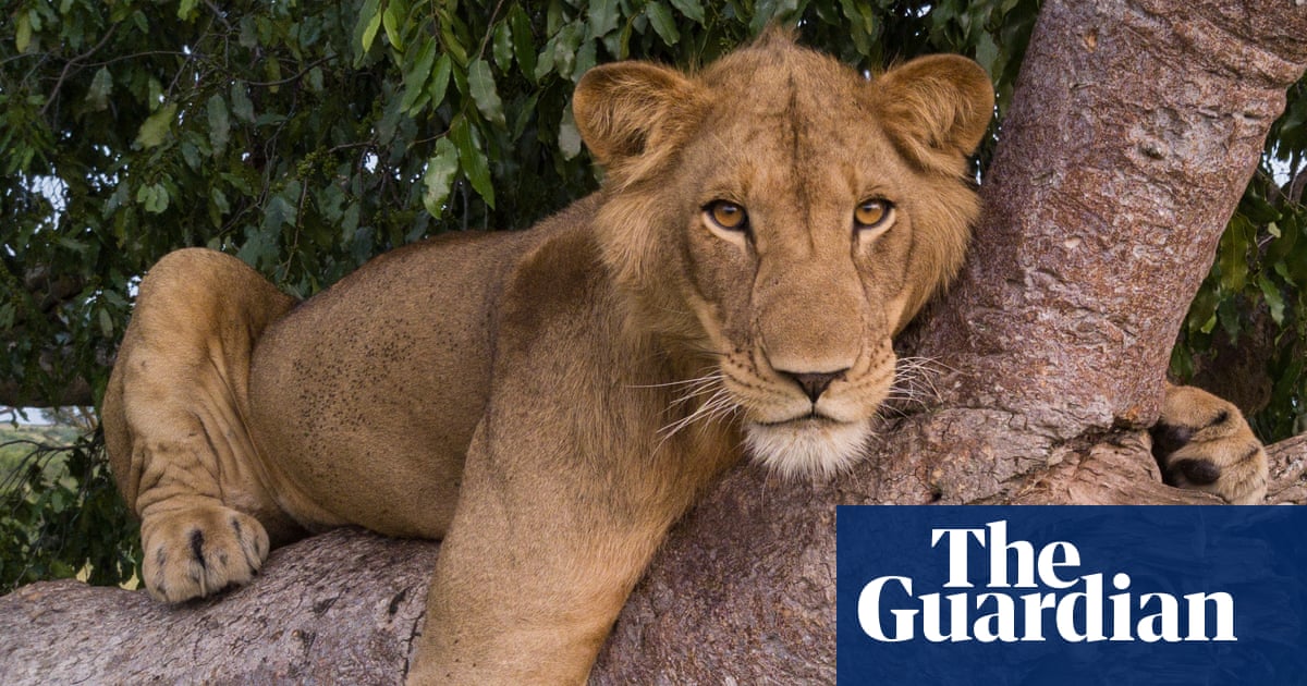 ‘Africa’s most resilient lion’ and his brother filmed making record-breaking swim across dangerous African river | Wildlife