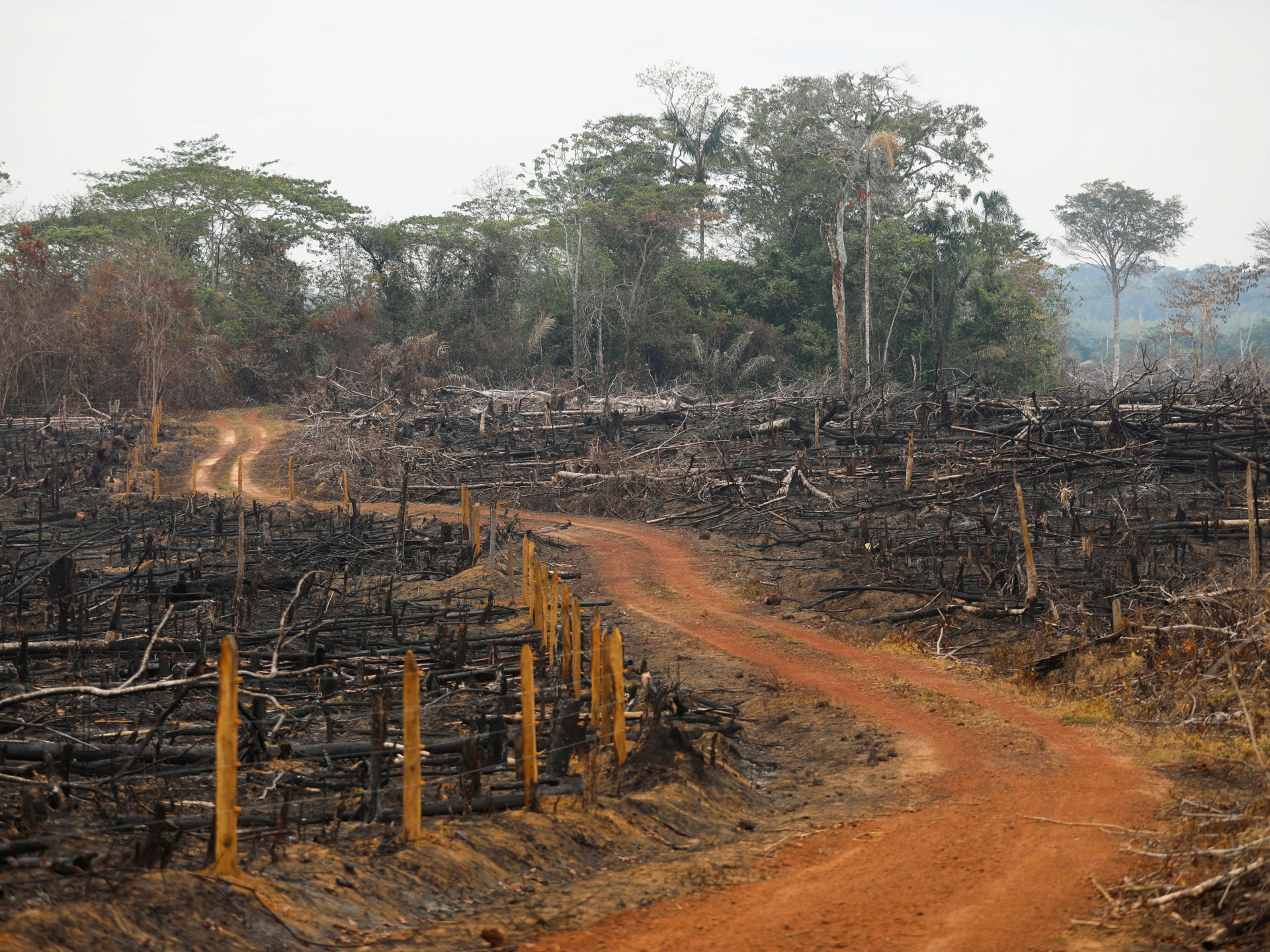 Colombia deforestation fell to historic low last year | Environment News