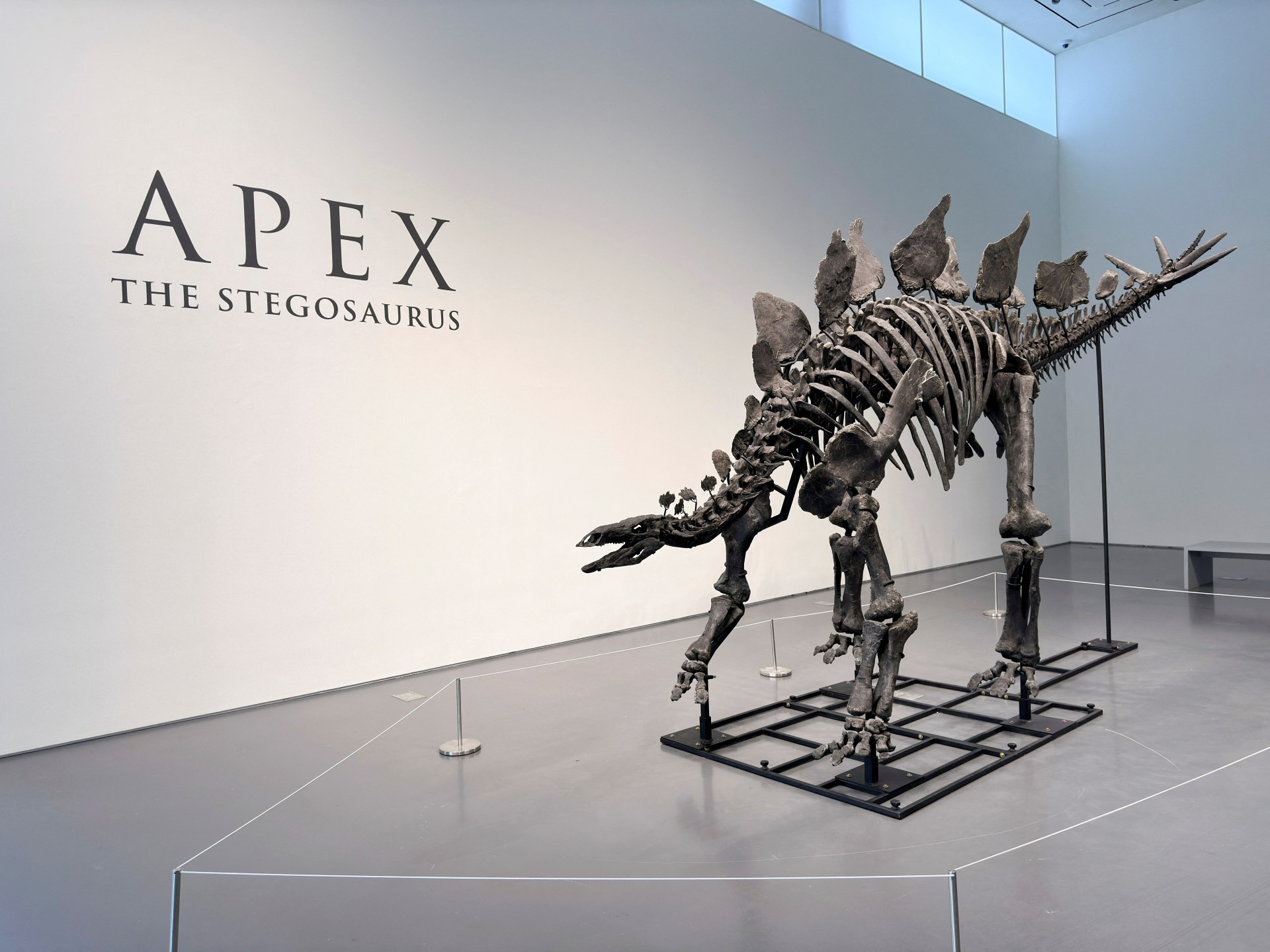 Apex: Largest stegosaurus skeleton ever found to fetch millions at auction | News