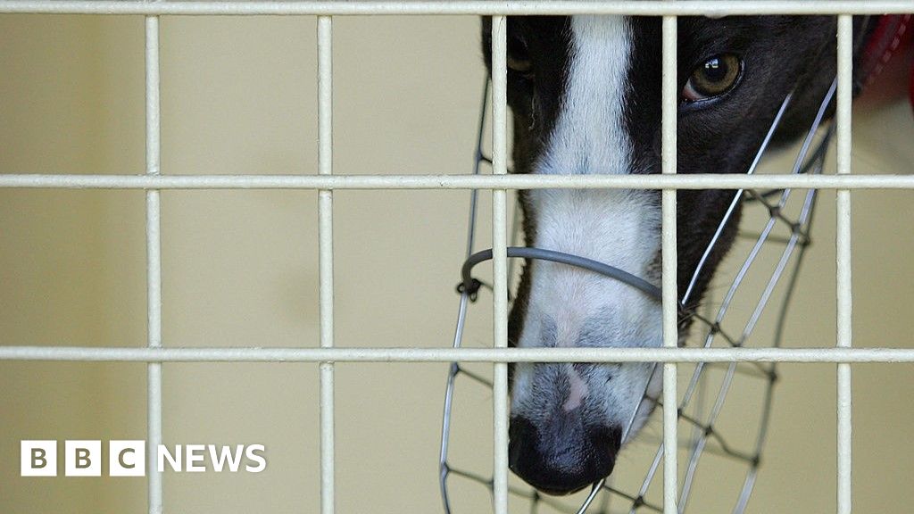 Australian greyhound racing rocked by fresh abuse claims