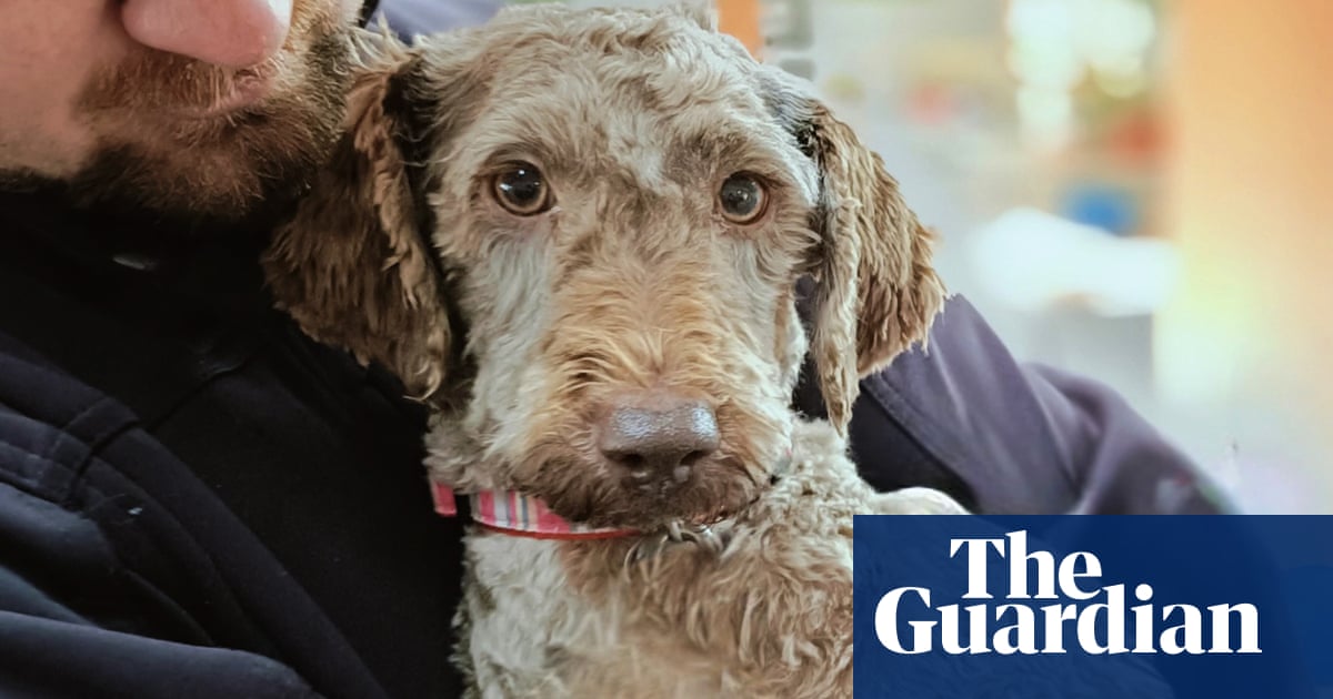 Hundreds of labradoodles in urgent need of homes after RSPCA Tasmania shuts down puppy breeder | Australia news