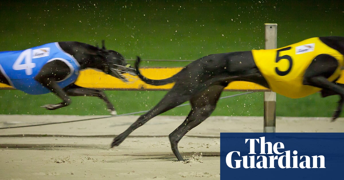 Watchdog investigating NSW greyhound racing facing integrity allegations of its own in explosive report | Greyhound racing