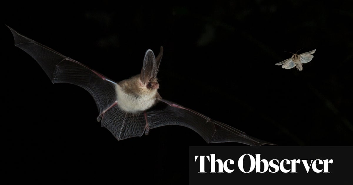 Where are all the bats? – alarm as numbers fall in England | Wildlife