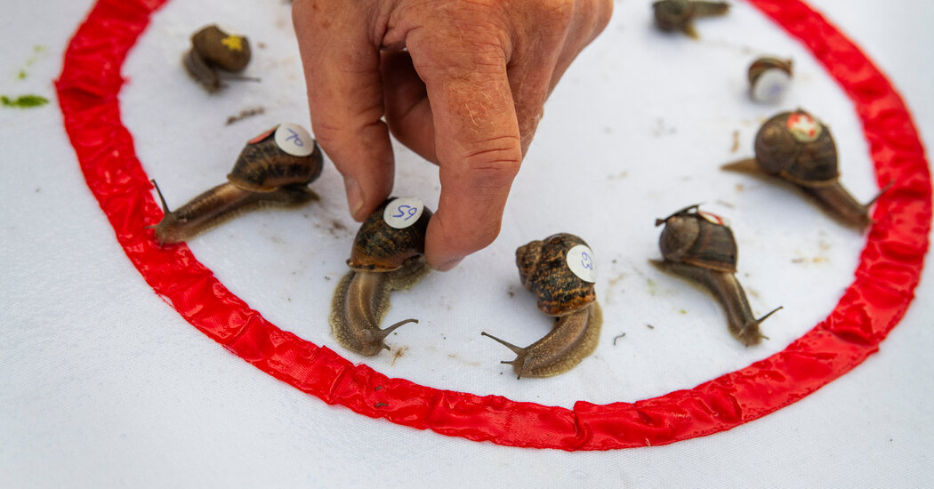 ‘Ready, Steady, Slow’: Championship Snail Racing at 0.006 M.P.H.