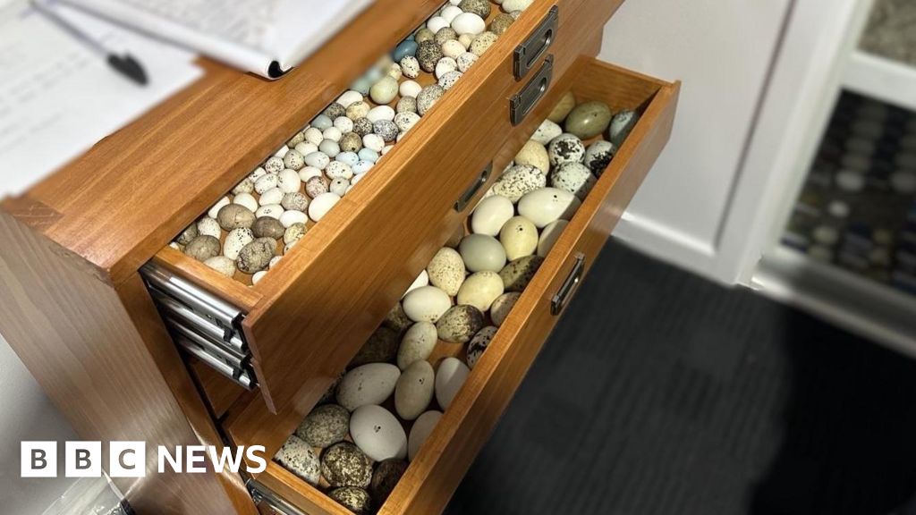 Thousands of endangered bird eggs worth $500,000 seized in Australia