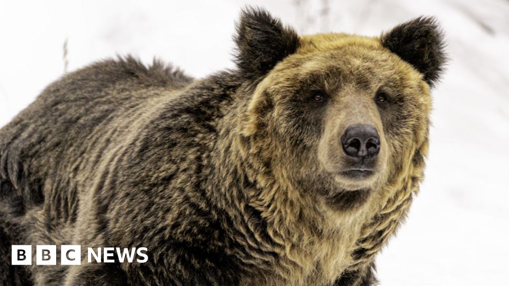 Japan wants to make it easier to shoot bears as attacks rise