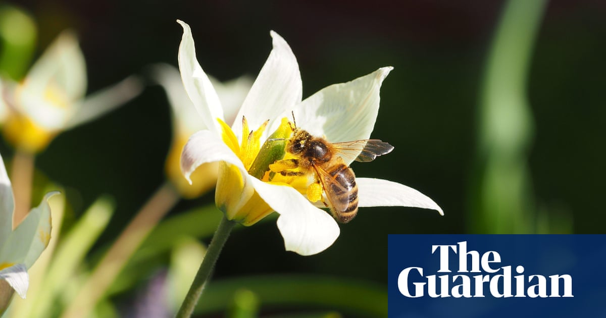 Revealed: Tories failed to do impact check before approving banned pesticide | Bees