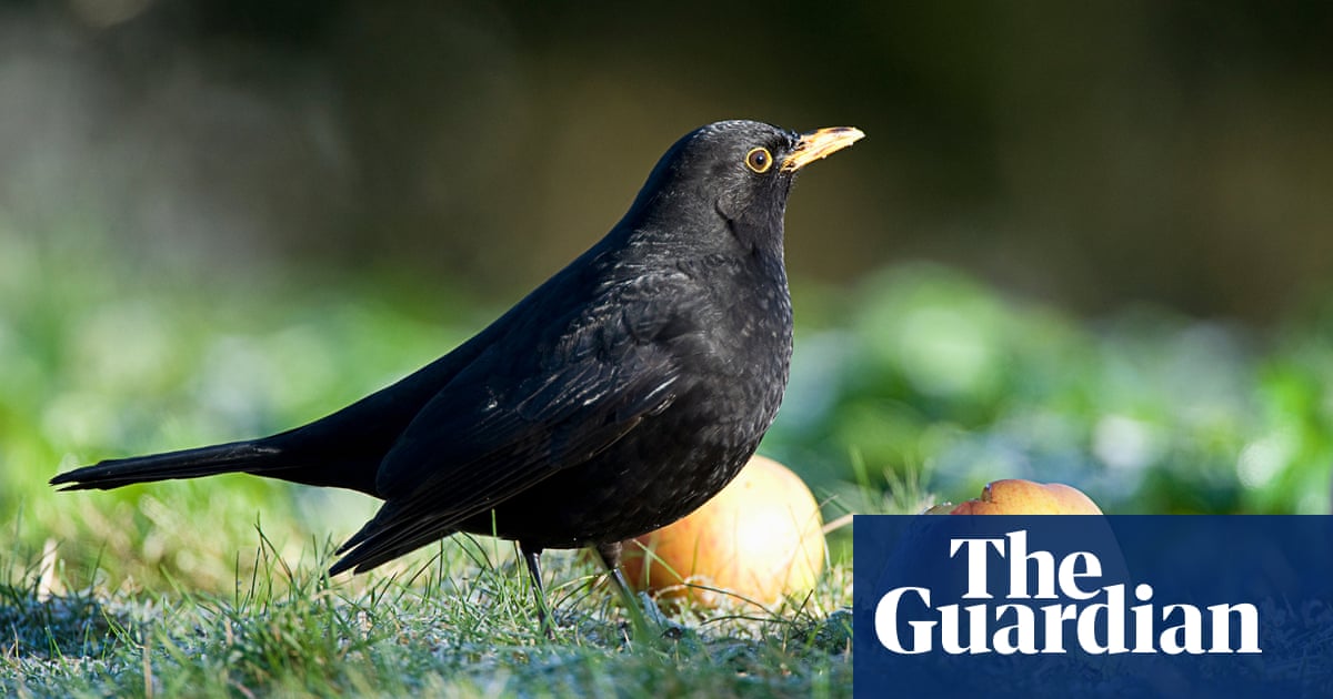 Blackbird numbers plummet in south of England amid potential spread of virus | Birds