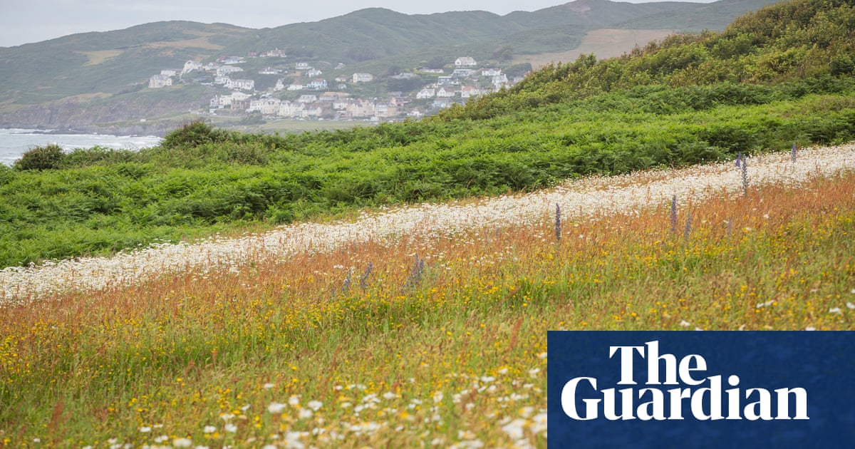 National Trust’s wildflower meadow project flourishes on north Devon coast | Wild flowers