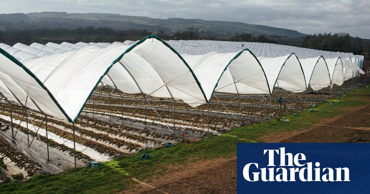 Indonesians who paid thousands to work on UK farm sacked within weeks | Immigration and asylum