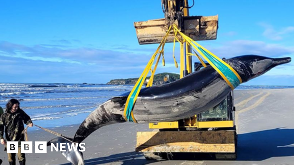 'World's rarest spade-toothed whale' washes up on New Zealand beach
