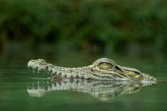 Australia Doesn’t Have a Croc Problem, Despite Latest Attack