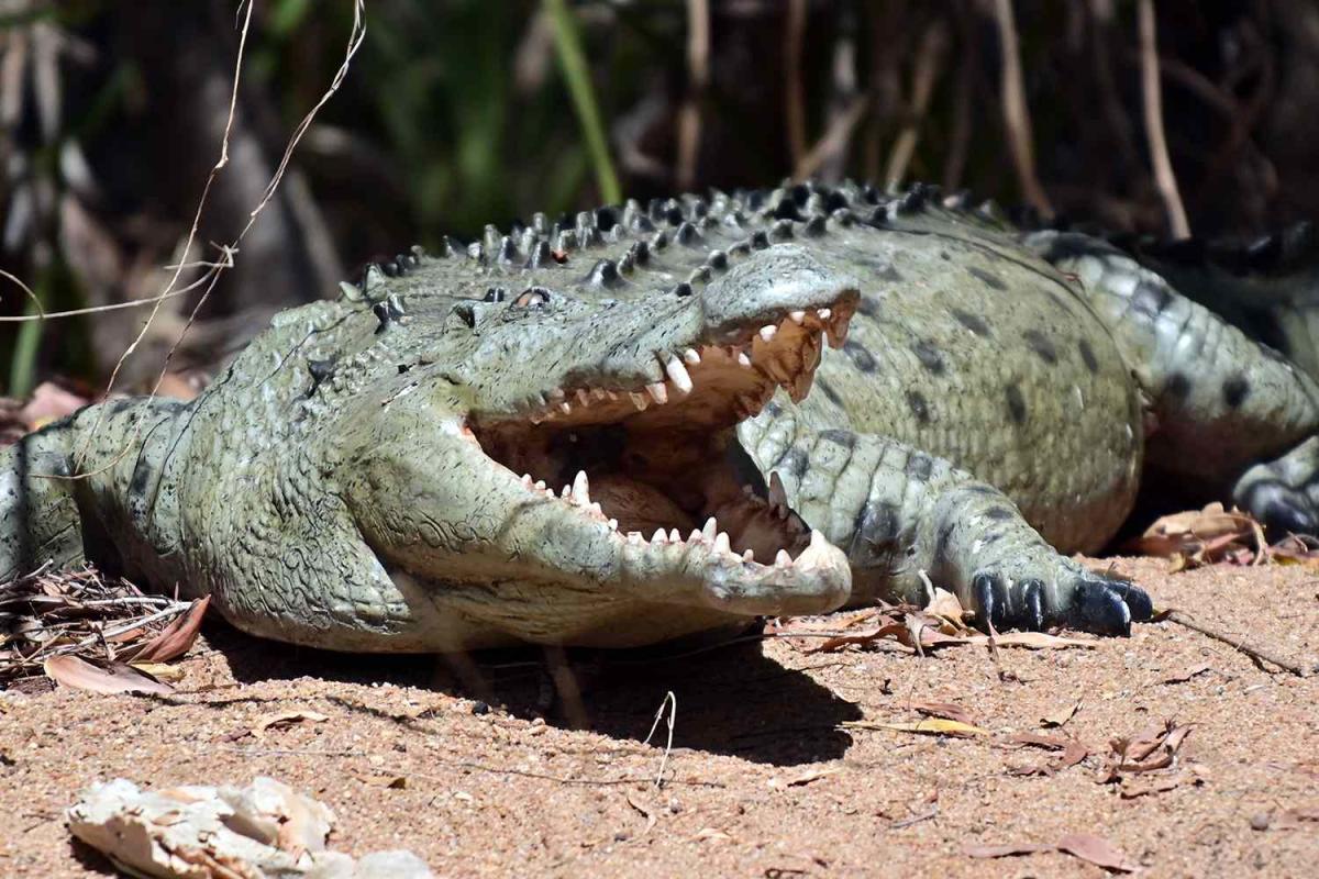 12-Year-Old Girl Missing After Being Attacked by Crocodile While Swimming in Creek: Reports