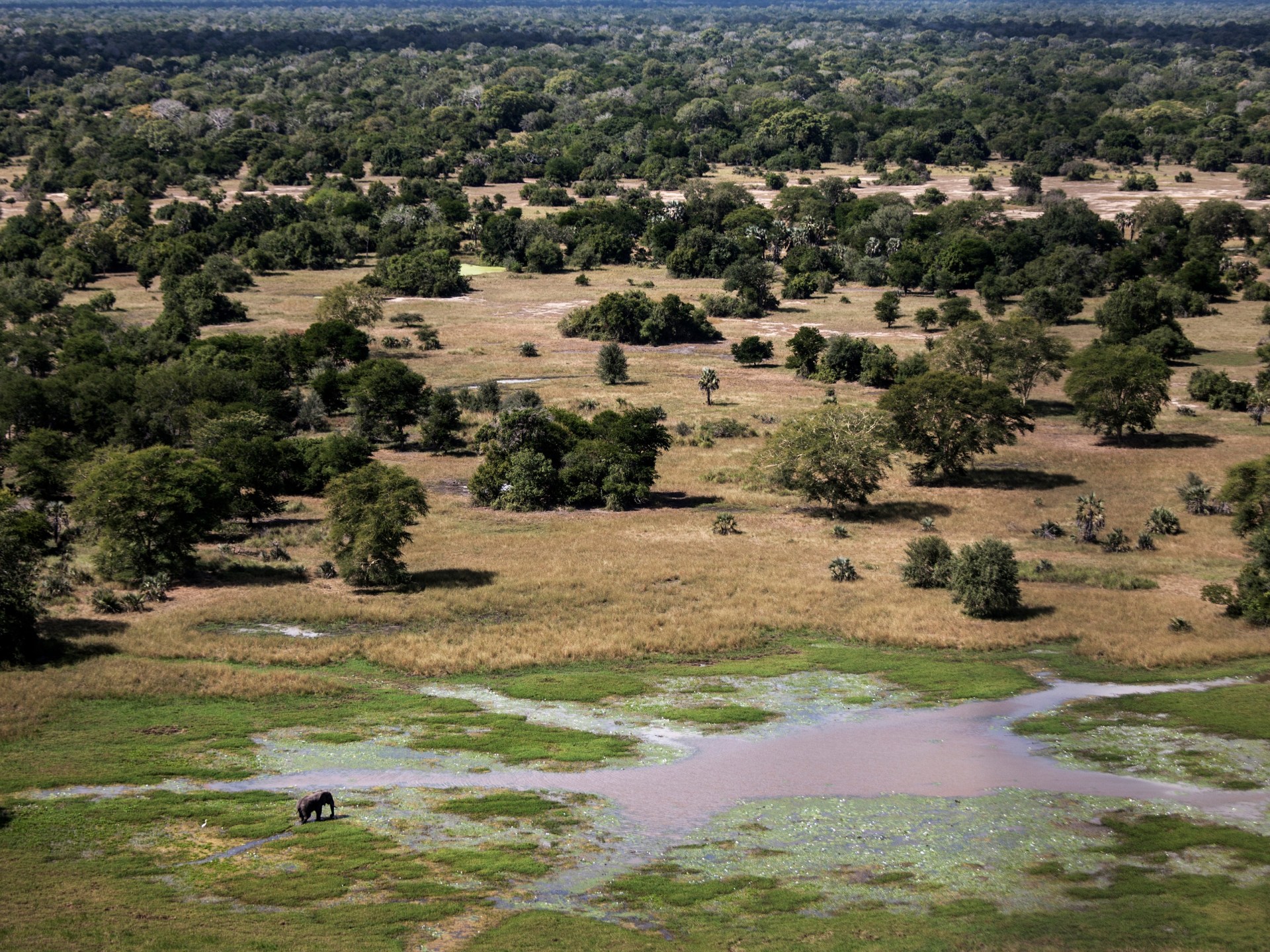 Ravaged by civil war, how a national park was restored in Mozambique | Environment