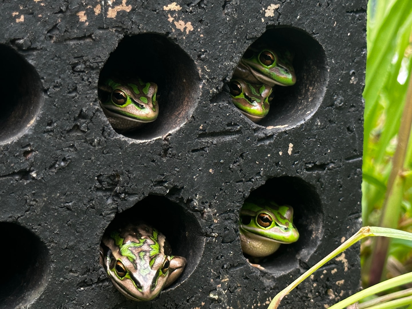 Hot frog ‘saunas’ help Australian species fight deadly fungus