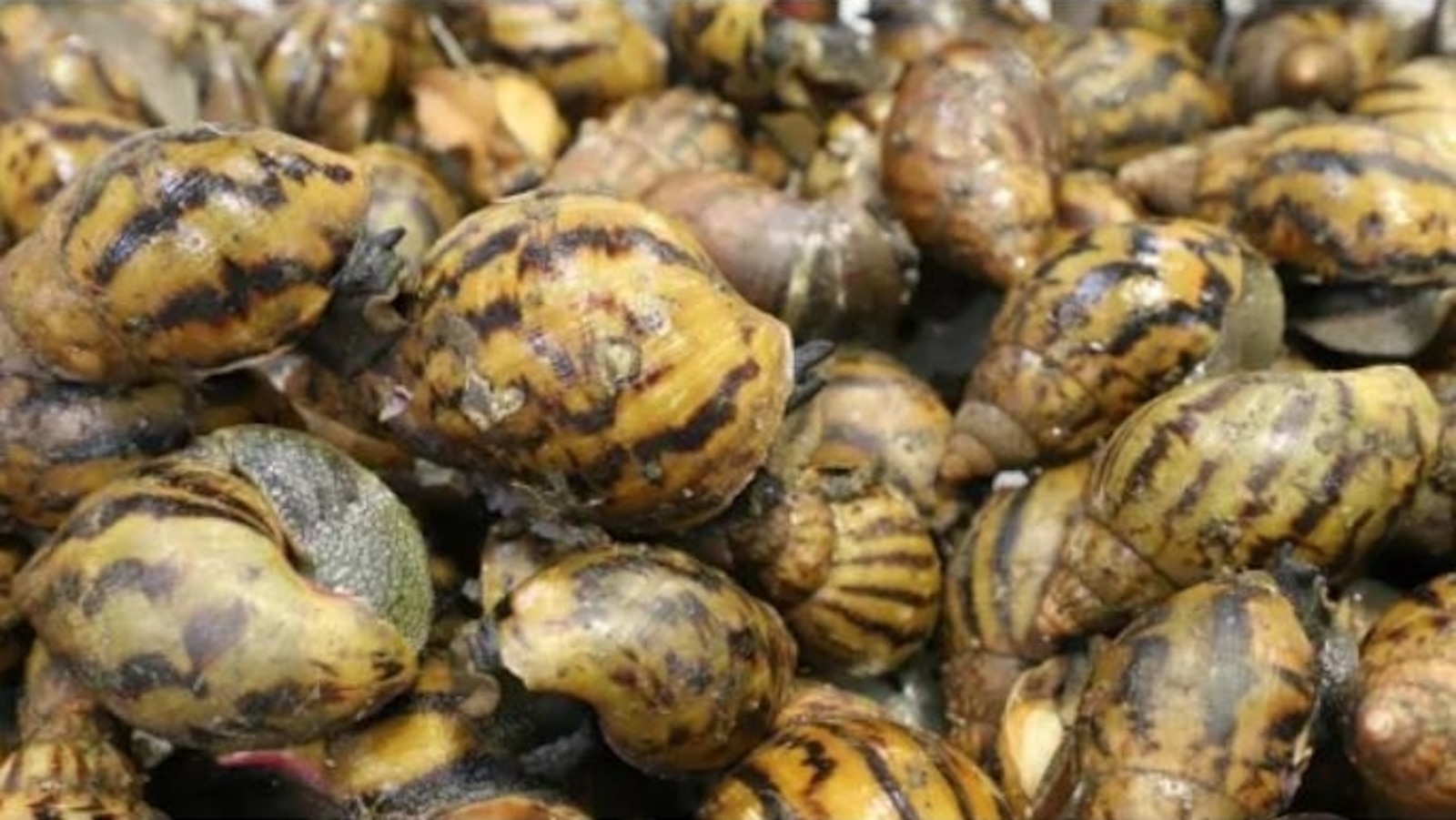 90 Giant African Land Snails found in passenger's bag at Detroit airport