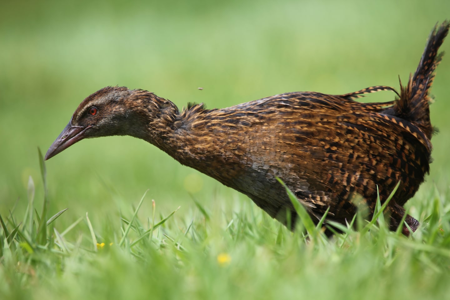 Contestant on ‘Race to Survive’ show kills New Zealand protected weka bird