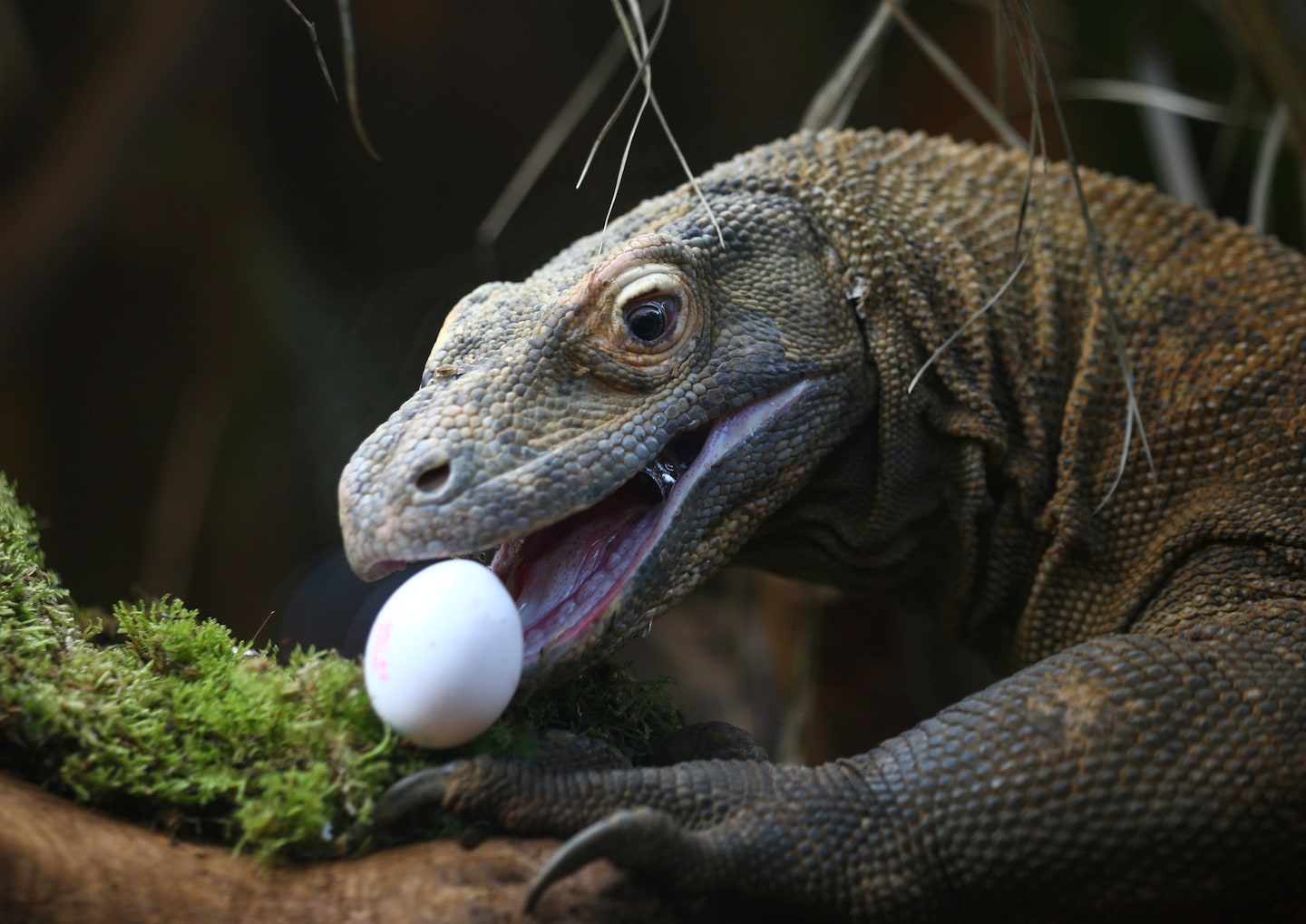 Komodo dragons have iron-coated teeth to rip apart prey, scientists find