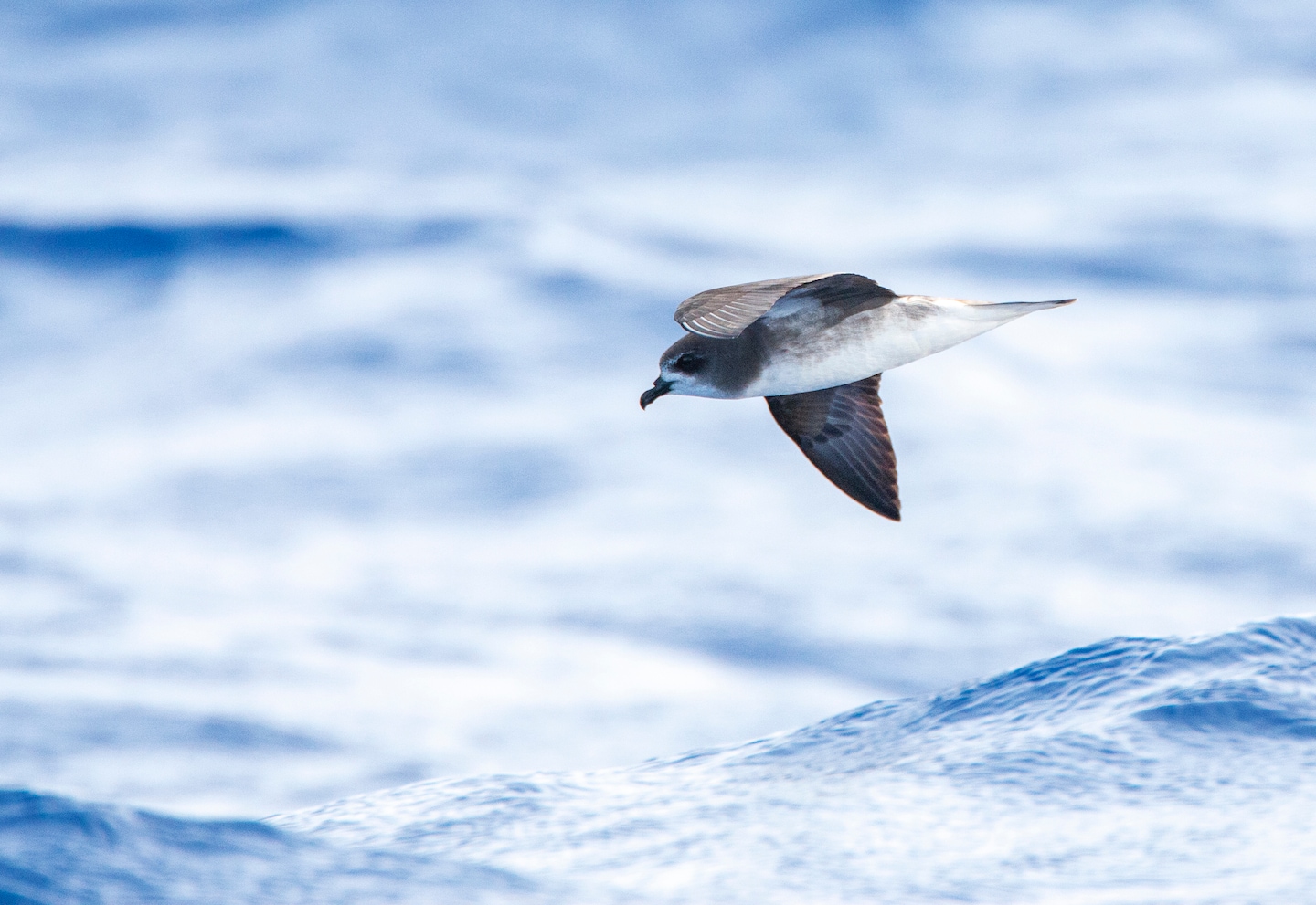 Desertas petrel birds chase hurricanes in Atlantic Ocean, study says