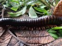 Expedition finds a 10-inch long millipede lost to science for 126 years