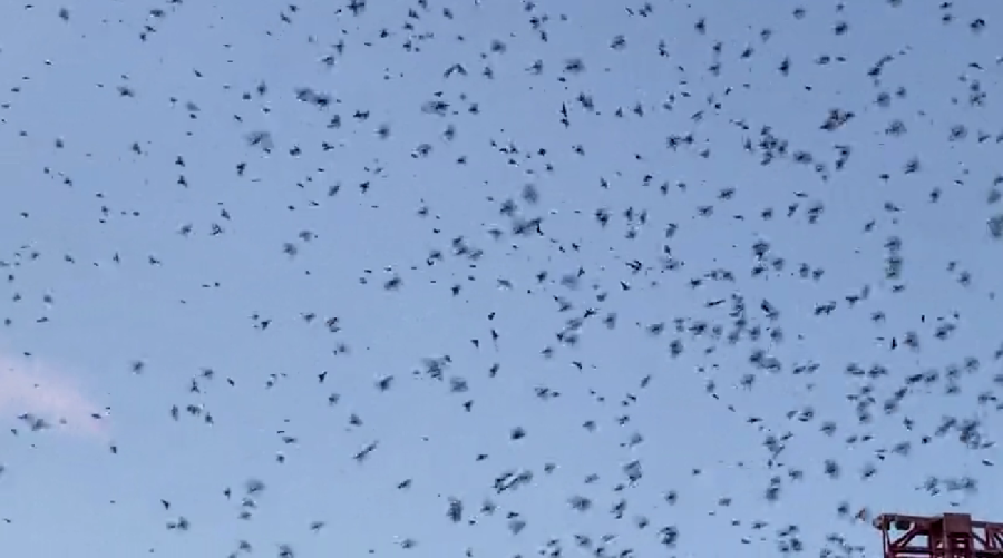 Purple Martins return to Nashville near Nissan Stadium