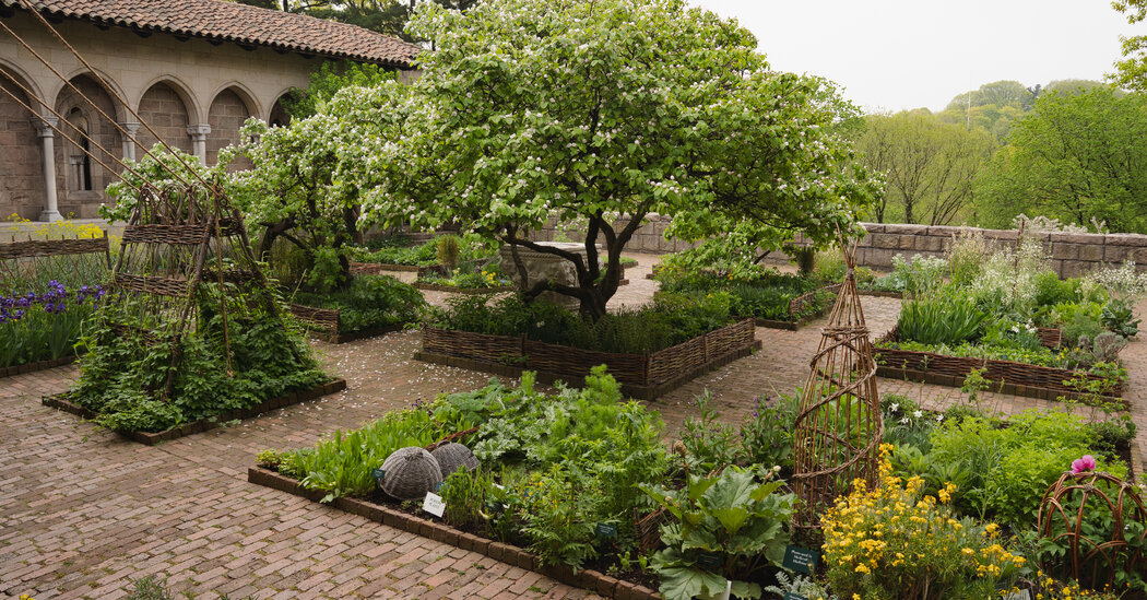 Discover Historic Herbs and Plants at the Met Cloisters