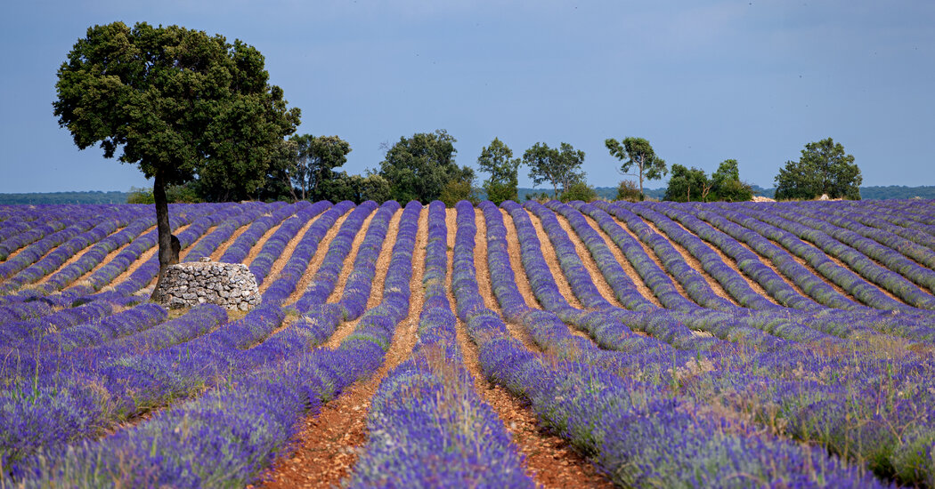 The Stunning Lavender Bloom of Central Spain