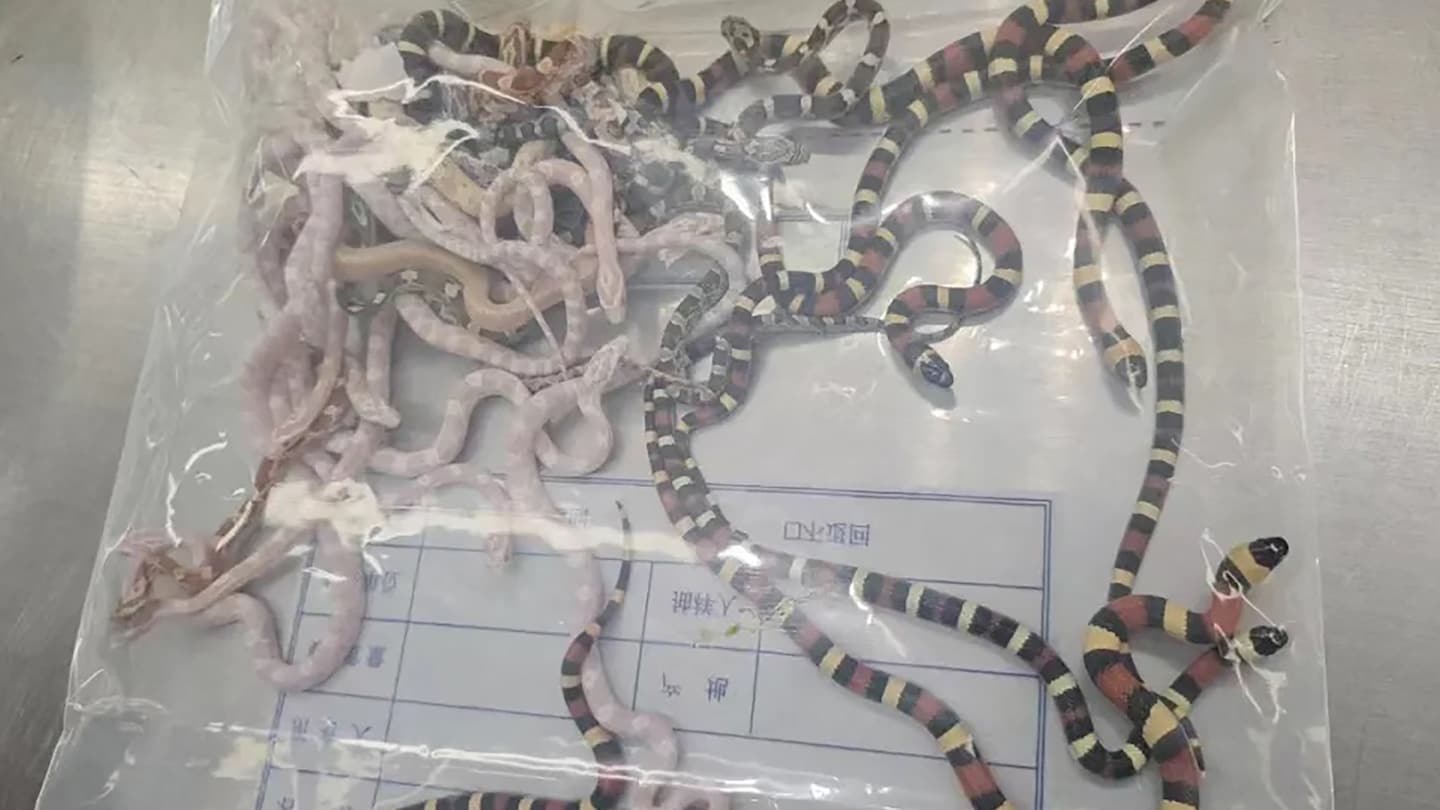 Man caught trying to smuggle 104 live snakes in China — in his pants