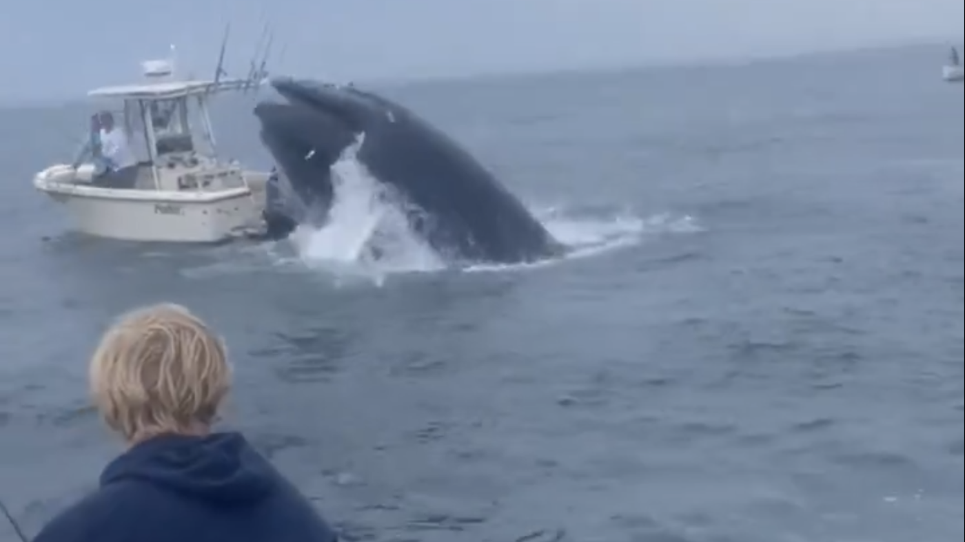 Whale capsizes boat, tossing 2 people overboard off New Hampshire coast : NPR