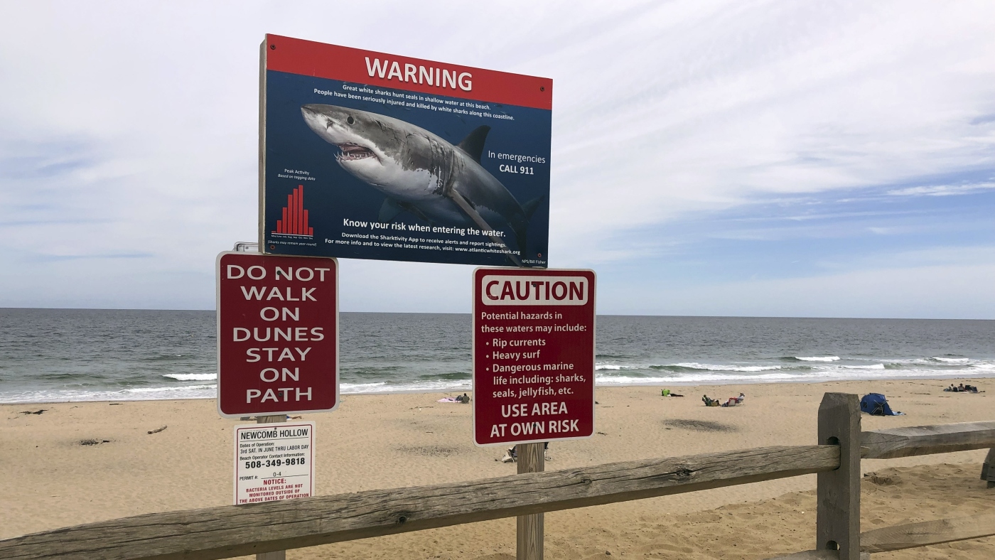 Shark attacks are rare. But here's what to do if you spot one : NPR